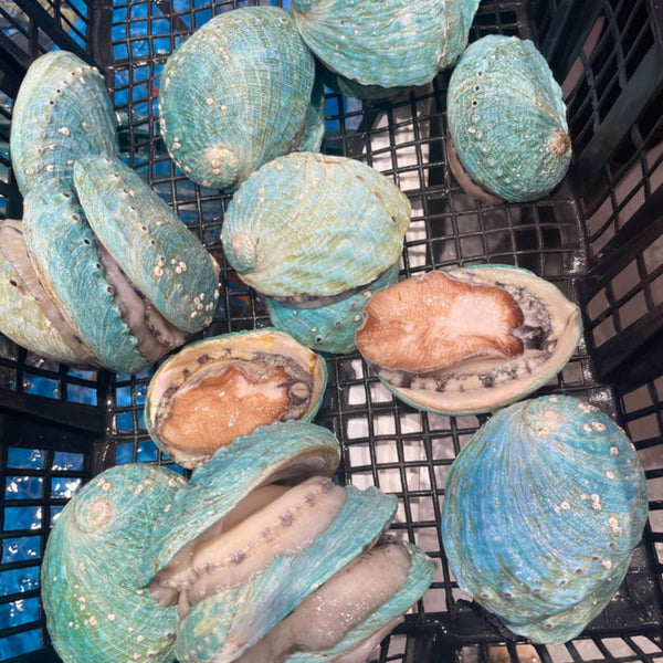 GREEN SLIP ABALONE LIVE 100-150G PER PIECE