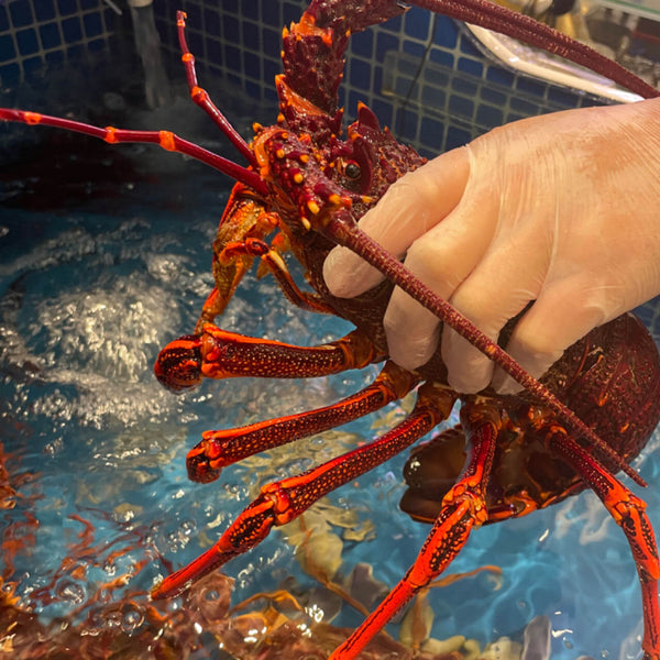 TASMANIA ROCK LOBSTER LIVE