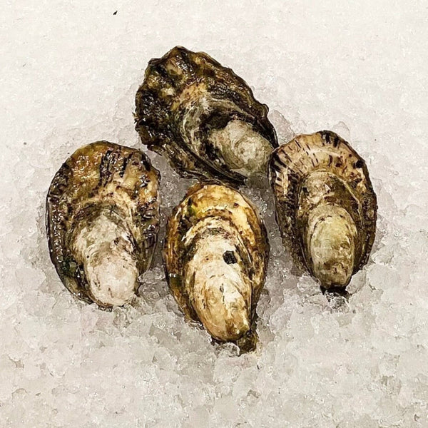 PACIFIC OYSTERS LIVE(CLOSED)