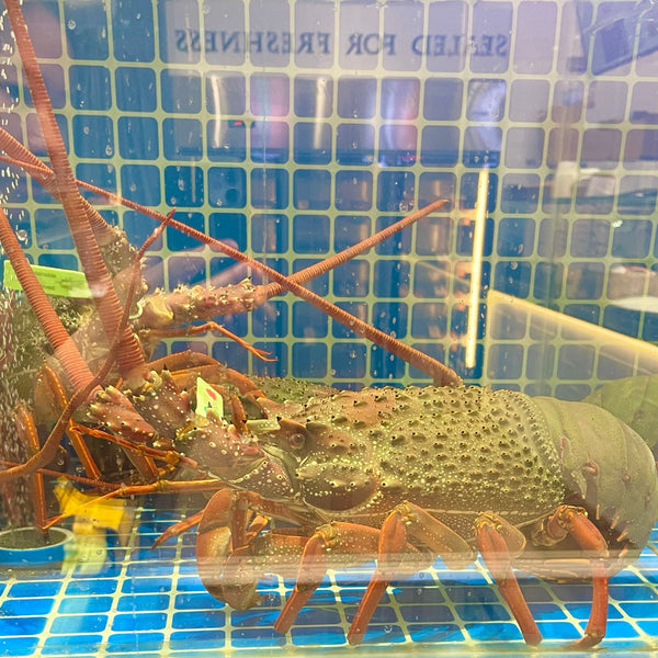 EASTERN ROCK LOBSTER LIVE 1.5KG-2KG