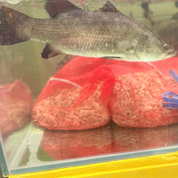 BARRAMUNDI MEDIUM LIVE 800G PER FISH