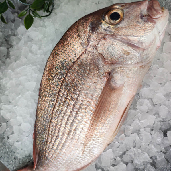 SNAPPER MEDIUM 1KG PER FISH