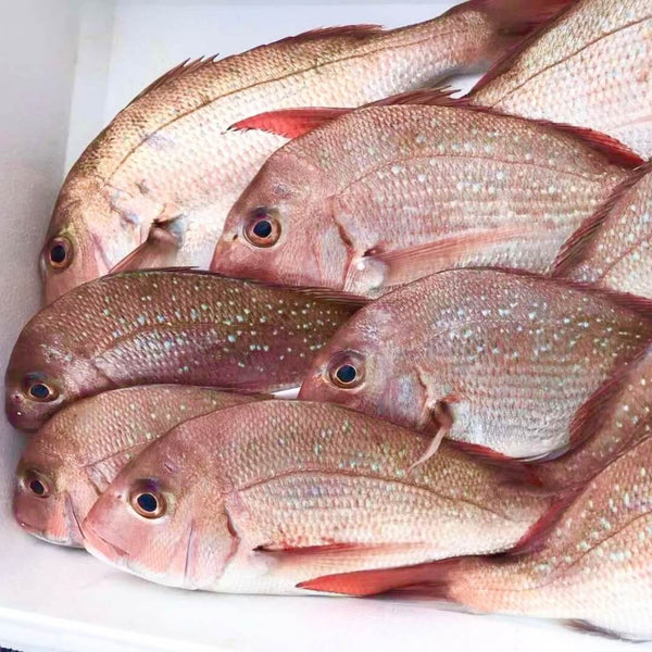 SNAPPER SMALL 700G PER FISH