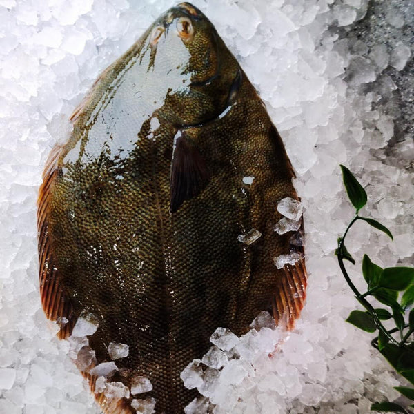 SAND FLOUNDER FISH 600G PER FISH