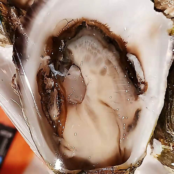 PACIFIC OYSTER LARGE