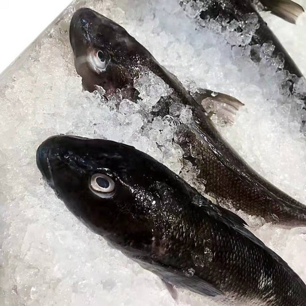 BLUE COD 800G PER FISH