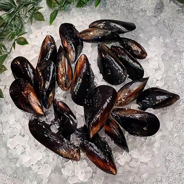 BLACK MUSSELS LIVE