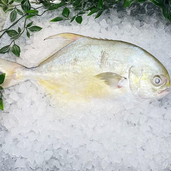 GOLDEN POMFRET 800G-1KG PER FISH