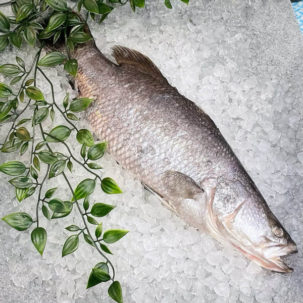 FRESH BARRAMUNDI MEDIUM 800G PER FISH