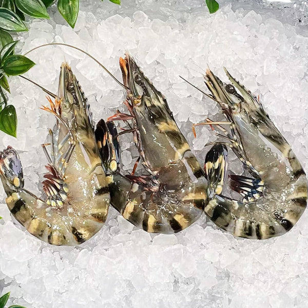 BLACK TIGER PRAWNS RAW LARGE U10/15